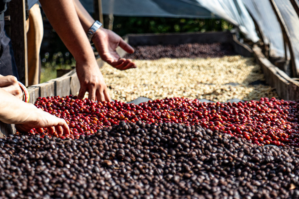 Laos / Typica Natural 乾燥棚の上でチェリーを選別する