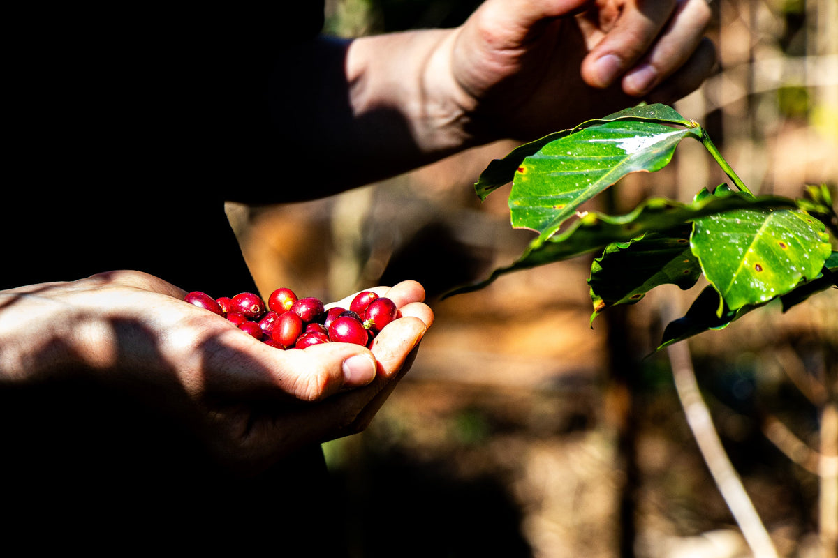 Laos / Typica Natural 手のひらのコーヒーチェリー