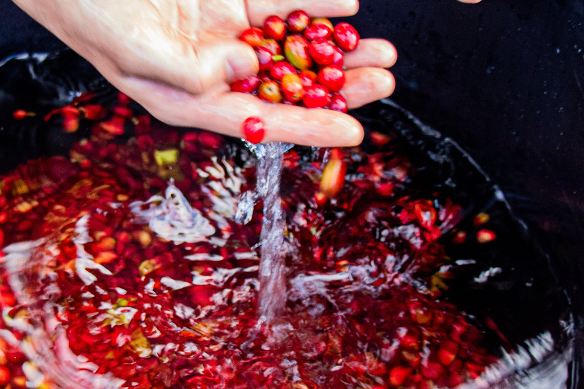 Laos / Typica Natural 水に浮かべてチェリーを選別する