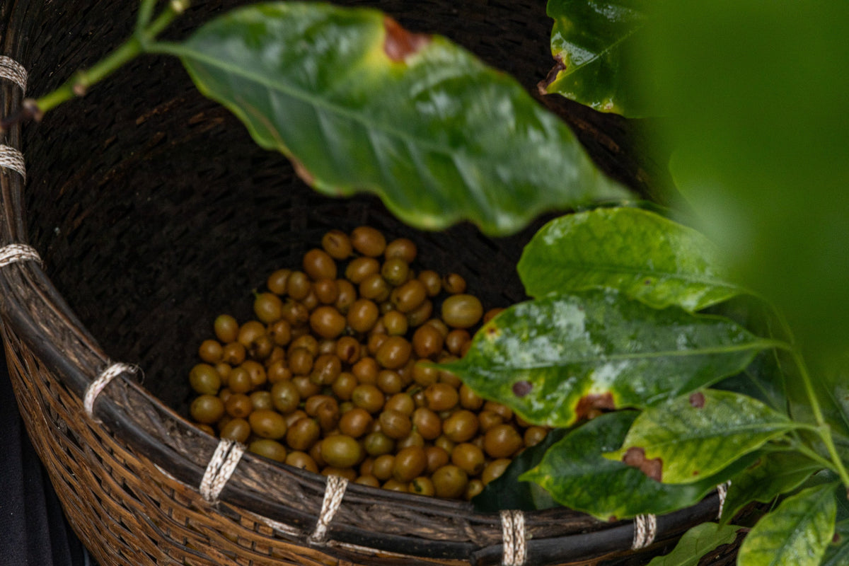 Laos / Yellow Caturra Natural かごに集めたチェリー