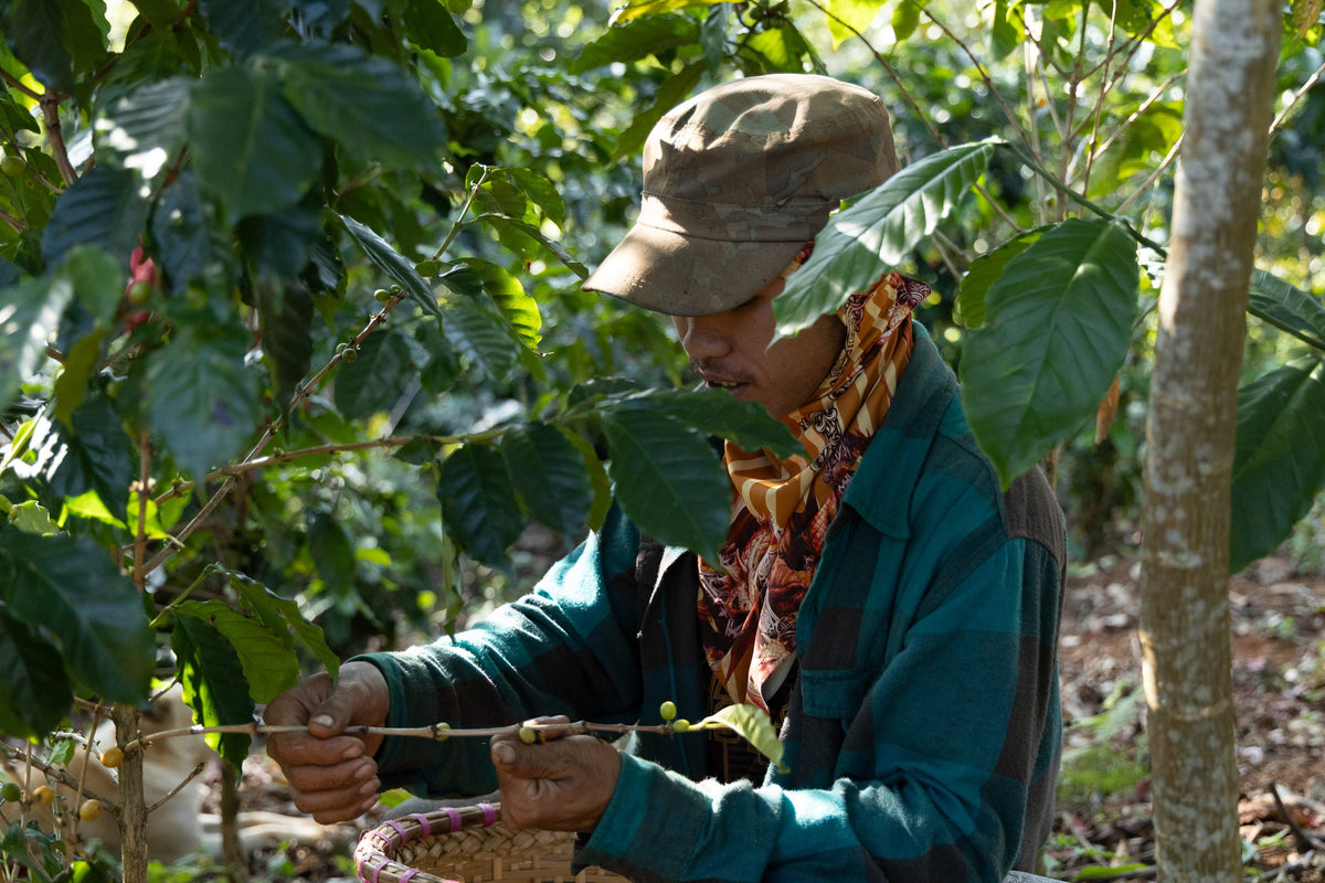 Laos / Yellow Caturra Natural チェリーを摘み取る様子