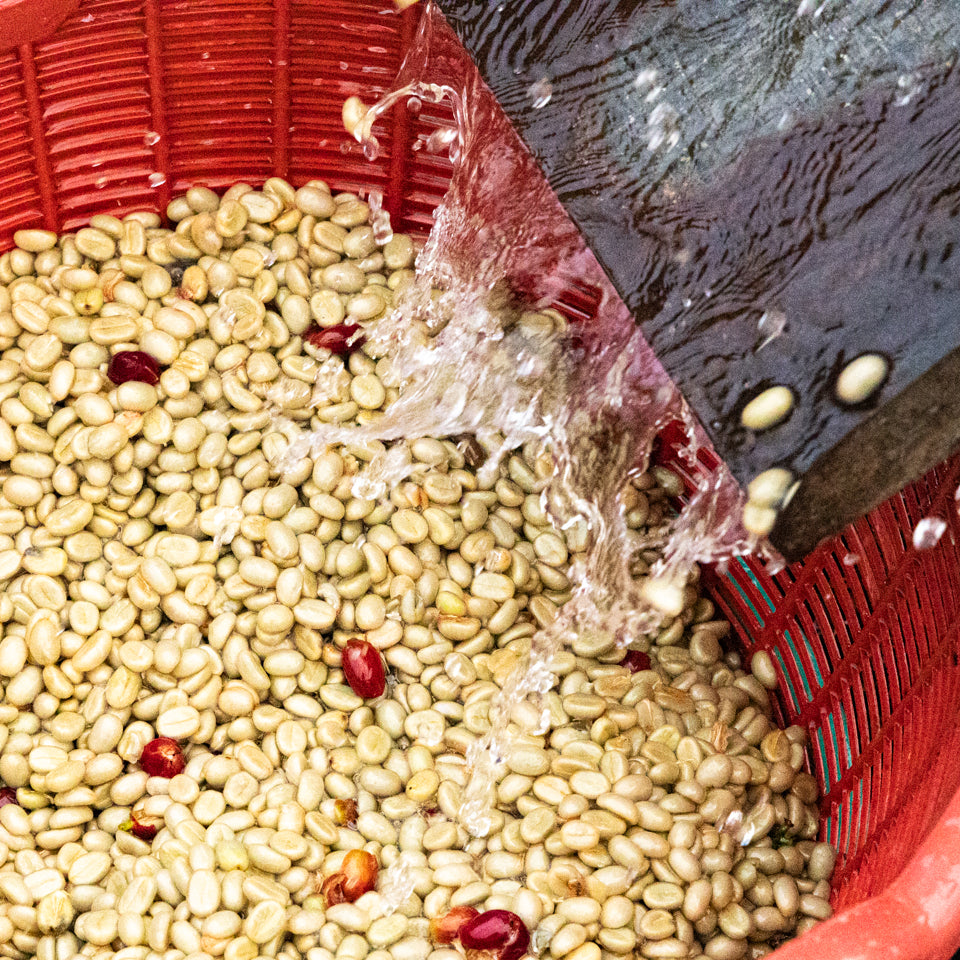 Laos / Typica Washed