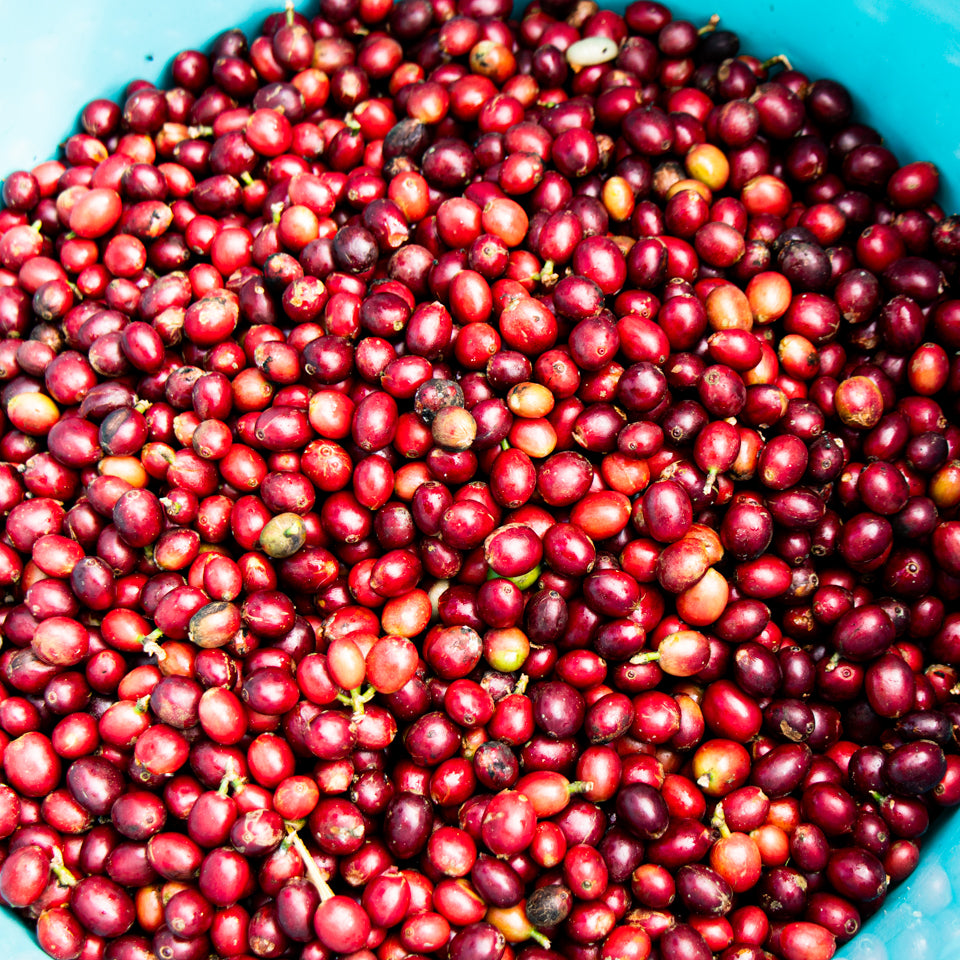 Laos / Typica Washed