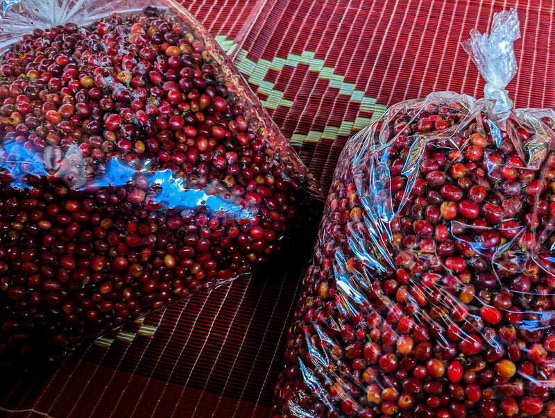 Laos / Catimor Anaerobic Natural