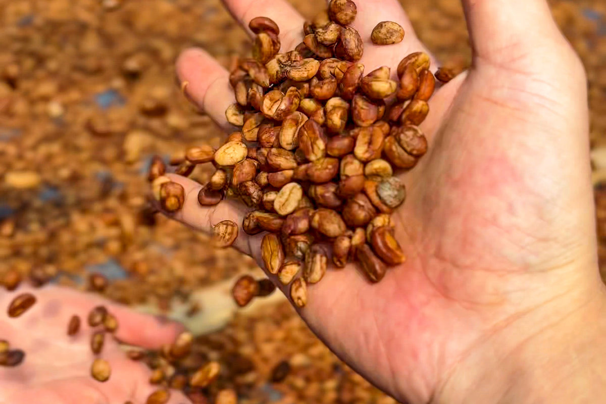 Laos / Geisha Honey 乾燥途中の豆を手に取って確かめる