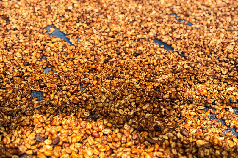 Laos / Geisha Honey