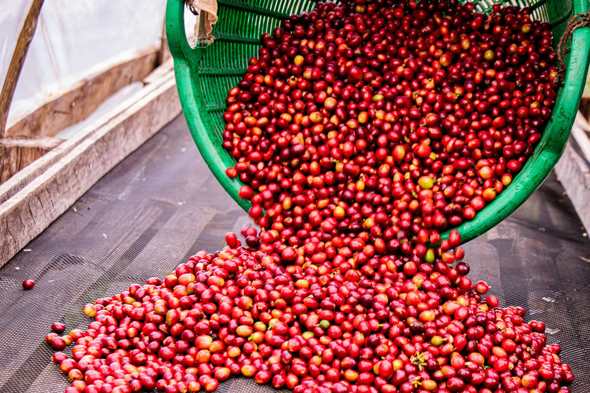 Laos / Typica Natural チェリーを乾燥棚に広げる