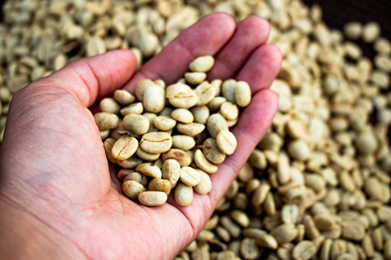 Laos / Typica Washed