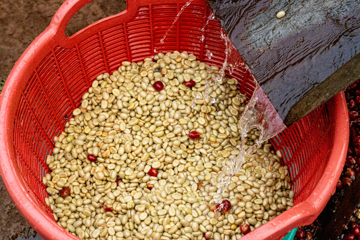 Laos / Typica Washed 発酵後のパーチメントを水洗いする