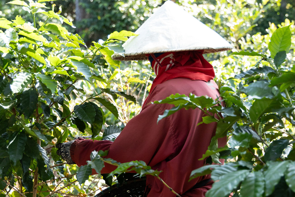 Laos / Yellow Caturra Honey チェリーを摘み取る様子