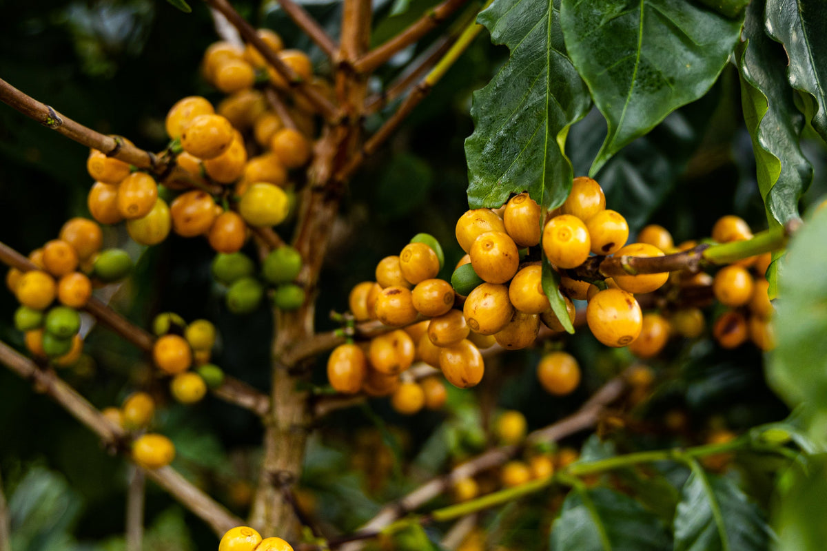 Laos / Yellow Caturra Honey 枝で熟した黄色いチェリー