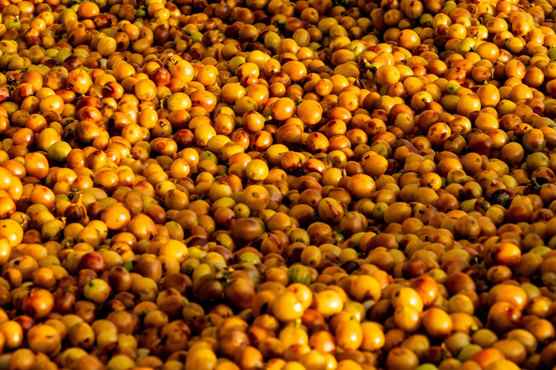 Laos / Yellow Caturra Natural